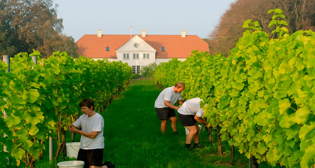 Vingård ved herregård